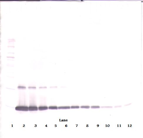 CSF2 / GM-CSF Antibody - Western Blot (reducing) of GM-CSF antibody. This image was taken for the unconjugated form of this product. Other forms have not been tested.
