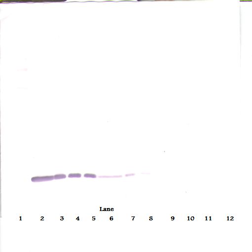 CSF2 / GM-CSF Antibody - Western Blot (reducing) of GM-CSF antibody. This image was taken for the unconjugated form of this product. Other forms have not been tested.