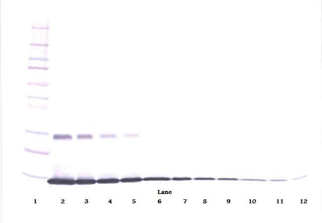 CSF2 / GM-CSF Antibody - Western Blot (non-reducing) of GM-CSF antibody. This image was taken for the unconjugated form of this product. Other forms have not been tested.
