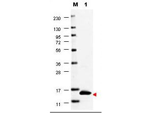 CSF2 / GM-CSF Antibody - Anti-Human GM-CSF Antibody - Western Blot. Western blot of anti-Human GM-CSF antibody shows detection of a band ~15 kD in size corresponding to recombinant human GM-CSF (lane 1). Molecular weight markers are also shown (M). After transfer, the membrane was blocked overnight with 3% BSA in TBS followed by reaction with primary antibody at a 1:1000 dilution. Detection occurred using DyLight649 conjugated anti-Rabbit IgG ( secondary antibody diluted 1:20000 in blocking buffer (p/n MB-070). Image was captured using VersaDoc MP 4000 imaging system (Bio-Rad).
