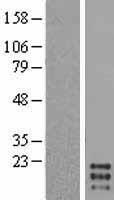 CSF2 / GM-CSF Protein - Western validation with an anti-DDK antibody * L: Control HEK293 lysate R: Over-expression lysate