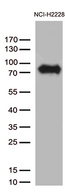 CSF2RA / CD116 Antibody - Western blot analysis of extracts. (35ug) from NCI-H2228 by using anti-CSF2RA monoclonal antibody. (1:250)