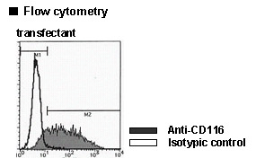 CSF2RA / CD116 Antibody -  This image was taken for the unconjugated form of this product. Other forms have not been tested.