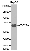 CSF2RA / CD116 Antibody - Western blot of extracts of HepG2 cell lines, using CSF2RA antibody.