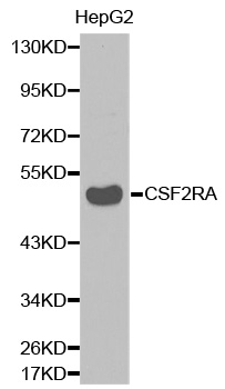 CSF2RA / CD116 Antibody - Western blot analysis of extracts of HepG2 cell lines.