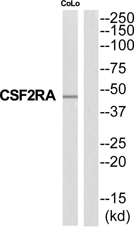 CSF2RA / CD116 Antibody - Western blot analysis of extracts from COLO205 cells, using CSF2RA antibody.