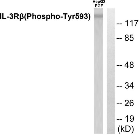 CSF2RB / CD131 Antibody - Western blot analysis of lysates from RAW264.7 cells treated with G-CSF 25ng/ml 15', using IL-3R beta (Phospho-Tyr593) Antibody. The lane on the right is blocked with the phospho peptide.