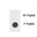 CSF2RB / CD131 Antibody - Dot blot of anti-hIL3R-pY766 Phospho-specific antibody on nitrocellulose membrane. 50ng of Phospho-peptide or Non Phospho-peptide per dot were adsorbed. Antibody working concentrations are 0.5ug per ml.