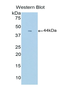 CSF3 / G-CSF Antibody - Western blot of recombinant CSF3 / G-CSF / GCSF.  This image was taken for the unconjugated form of this product. Other forms have not been tested.