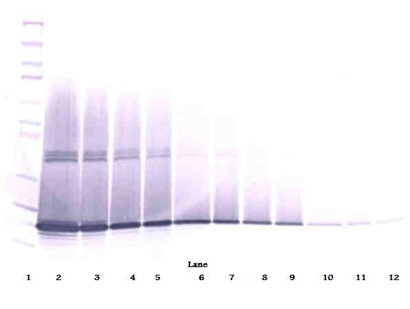 CSF3 / G-CSF Antibody - Western Blot (non-reducing) of CSF3 / G-CSF antibody. This image was taken for the unconjugated form of this product. Other forms have not been tested.