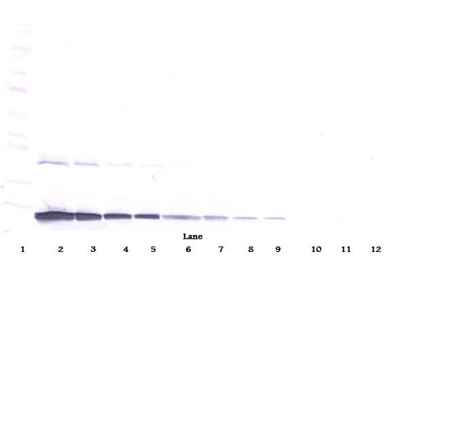 CSF3 / G-CSF Antibody - Biotinylated Anti-Murine G-CSF Western Blot Reduced