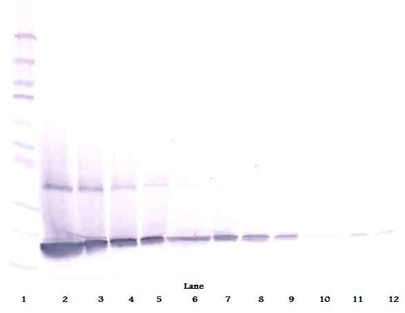 CSF3 / G-CSF Antibody - Western Blot (reducing) of CSF3 / G-CSF antibody. This image was taken for the unconjugated form of this product. Other forms have not been tested.