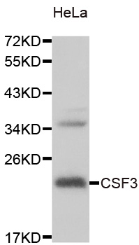 CSF3 / G-CSF Antibody - Western blot analysis of extracts of HeLa cells.