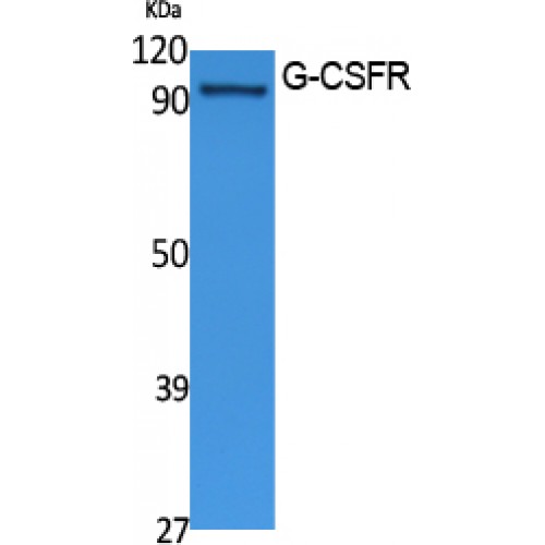 CSF3R / CD114 Antibody - Western blot of G-CSFR antibody