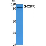 CSF3R / CD114 Antibody - Western blot of G-CSFR antibody