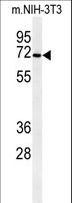 CSGALNACT1 Antibody - Western blot of CSGALNACT1 Antibody in mouse NIH-3T3 cell line lysates (35 ug/lane). CSGALNACT1 (arrow) was detected using the purified antibody.