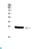 CSH1 / Placental Lactogen Antibody - Western Blot (WB) analysis of Mouse Brain cells using Antibody diluted at 1:800.