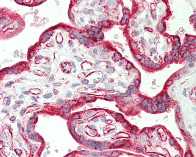 CSH2 / Placental Lactogen Antibody - Human Placenta: Formalin-Fixed, Paraffin-Embedded (FFPE).  This image was taken for the unconjugated form of this product. Other forms have not been tested.