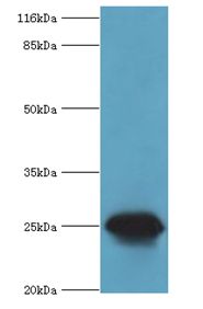 CSHL1 / CSH-Like 1 Antibody - Western blot. All lanes: CSHL1 antibody at 2 ug/ml+mouse placenta tissue. Secondary antibody: goat polyclonal to rabbit at 1:10000 dilution. Predicted band size: 25 kDa. Observed band size: 25 kDa.  This image was taken for the unconjugated form of this product. Other forms have not been tested.