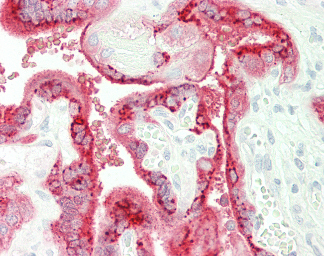 CSHL1 / CSH-Like 1 Antibody - Human Placenta: Formalin-Fixed, Paraffin-Embedded (FFPE).  This image was taken for the unconjugated form of this product. Other forms have not been tested.