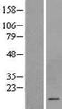 CSHL1 / CSH-Like 1 Protein - Western validation with an anti-DDK antibody * L: Control HEK293 lysate R: Over-expression lysate