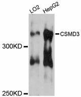 CSMD3 Antibody - Western blot analysis of extracts of various cell lines, using CSMD3 antibody at 1:3000 dilution. The secondary antibody used was an HRP Goat Anti-Rabbit IgG (H+L) at 1:10000 dilution. Lysates were loaded 25ug per lane and 3% nonfat dry milk in TBST was used for blocking. An ECL Kit was used for detection and the exposure time was 90s.