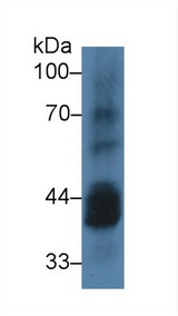 CSNK1A1 / CK1 Alpha Antibody - Western Blot; Sample: Mouse Testis lysate; Primary Ab: 3µg/ml Rabbit Anti-Human CSNK1a1 Antibody Second Ab: 0.2µg/mL HRP-Linked Caprine Anti-Rabbit IgG Polyclonal Antibody