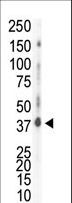 CSNK1D Antibody - Western blot of anti-CK1d C-term antibody in HeLa cell lysate. CK1d (arrow) was detected using purified antibody. Secondary HRP-anti-rabbit was used for signal visualization with chemiluminescence.