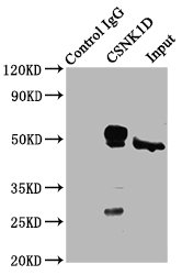 CSNK1D Antibody - Immunoprecipitating CSNK1D in Hela whole cell lysate Lane 1: Rabbit control IgG (1µg) instead of CSNK1D Antibody in Hela whole cell lysate.For western blotting, a HRP-conjugated Protein G antibody was used as the secondary antibody (1/2000) Lane 2: CSNK1D Antibody (6µg) + Hela whole cell lysate (500µg) Lane 3: Hela whole cell lysate (10µg)