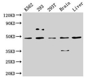 CSNK1D Antibody - Western Blot Positive WB detected in: Hela whole cell lysate All lanes: CSNK1D antibody at 3.4µg/ml Secondary Goat polyclonal to rabbit IgG at 1/50000 dilution Predicted band size: 48, 47 kDa Observed band size: 48 kDa