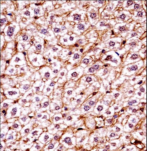 CSNK1E / CK1 Epsilon Antibody - Mouse Csnk1e Antibody immunohistochemistry of formalin-fixed and paraffin-embedded mouse live tissue followed by peroxidase-conjugated secondary antibody and DAB staining.