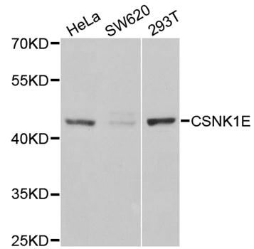 CSNK1E / CK1 Epsilon Antibody - Western blot analysis of extracts of various cell lines.
