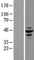 CSNK1E / CK1 Epsilon Protein - Western validation with an anti-DDK antibody * L: Control HEK293 lysate R: Over-expression lysate