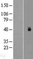 CSNK1G1 / CKI-Gamma 1 Protein - Western validation with an anti-DDK antibody * L: Control HEK293 lysate R: Over-expression lysate