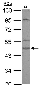 CSNK1G2 / CKI-Gamma 2 Antibody - Sample (30 ug of whole cell lysate) A: A549 10% SDS PAGE CSNK1G2 antibody diluted at 1:500