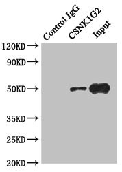 CSNK1G2 / CKI-Gamma 2 Antibody - Immunoprecipitating CSNK1G2 in HeLa whole cell lysate Lane 1: Rabbit monoclonal IgG(1ug)instead of product in HeLa whole cell lysate.For western blotting, a HRP-conjugated anti-rabbit IgG, specific to the non-reduced form of IgG was used the Secondary antibody (1/50000) Lane 2:product(4ug)+ HeLa whole cell lysate(500ug) Lane 3: HeLa whole cell lysate (20ug)