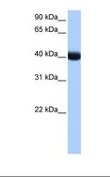 CSNK1G3 / CKI-Gamma 3 Antibody - Fetal liver cell lysate. Antibody concentration: 1.0 ug/ml. Gel concentration: 12%.  This image was taken for the unconjugated form of this product. Other forms have not been tested.
