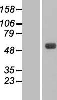 CSNK1G3 / CKI-Gamma 3 Protein - Western validation with an anti-DDK antibody * L: Control HEK293 lysate R: Over-expression lysate