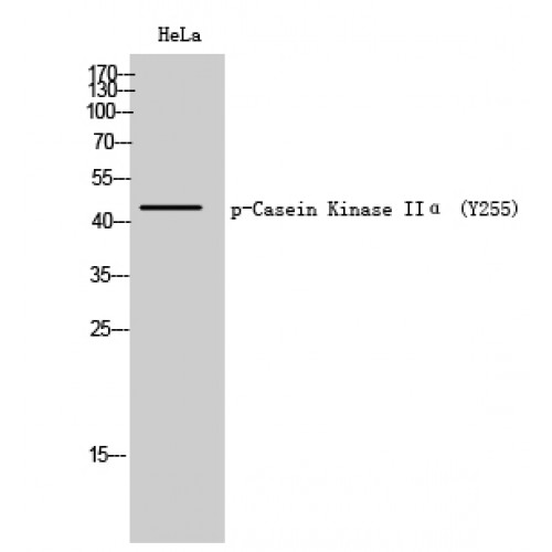 CSNK2A1 Antibody - Western blot of Phospho-Casein Kinase IIalpha (Y255) antibody