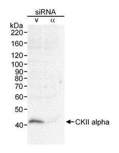 CSNK2A1 Antibody - Detection of Human CKII Alpha by Western Blot. Sample: RIPA extract (30 ug) from HeLa cells treated with CKII alpha siRNA or vimentin siRNA (v). Antibody: Affinity purified rabbit anti-CKII alpha used at 0.33 ug/ml. Detection: Chemiluminescence with a 1 minute exposure.