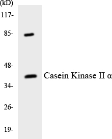 CSNK2A1 Antibody - Western blot analysis of the lysates from 293 cells using Casein Kinase II Î± antibody.