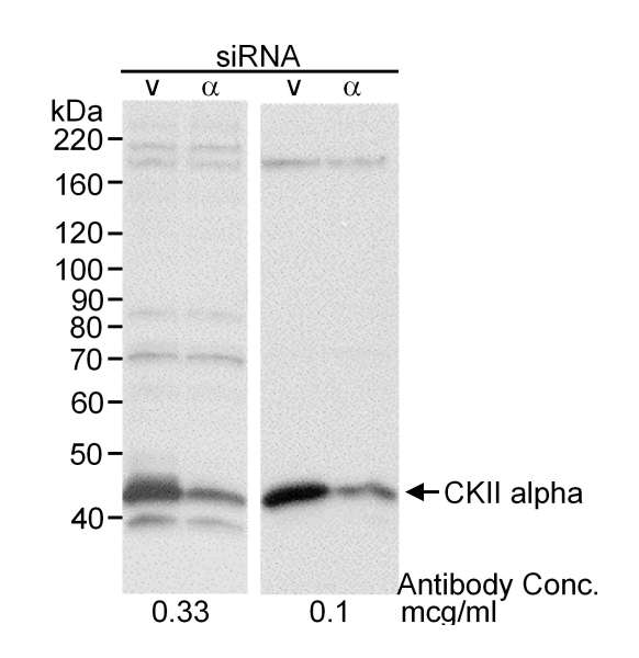 CSNK2A1 Antibody - Detection of Human CKII Alpha by Western Blot. Sample: RIPA extract (30 ug) from HeLa cells treated with CKII alpha siRNA or vimentin siRNA (v). Antibody: Affinity purified rabbit anti-CKII alpha used at 0.33 or 0.1 ug/ml. Detection: Chemiluminescence with a 1 minute exposure.