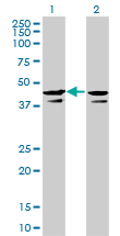 CSNK2A1 Antibody - Western Blot analysis of CSNK2A1 expression in transfected 293T cell line by CSNK2A1 monoclonal antibody (M01), clone 3D9.Lane 1: CSNK2A1 transfected lysate(45.1 KDa).Lane 2: Non-transfected lysate.