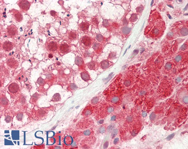 CSNK2A2 Antibody - Human Testis: Formalin-Fixed, Paraffin-Embedded (FFPE).  This image was taken for the unconjugated form of this product. Other forms have not been tested.