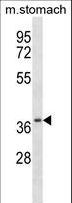 CSNK2A2 Antibody - Mouse Csnk2a2 Antibody western blot of mouse stomach tissue lysates (35 ug/lane). The Csnk2a2 antibody detected the Csnk2a2 protein (arrow).