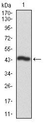 CSNK2A2 Antibody - CK2 alpha-2 Antibody in Western Blot (WB)