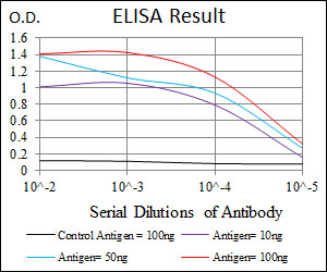 CSNK2A2 Antibody - Red: Control Antigen (100ng); Purple: Antigen (10ng); Green: Antigen (50ng); Blue: Antigen (100ng);