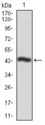 CSNK2A2 Antibody - Western blot using CSNK2A2 monoclonal antibody against human CSNK2A2 recombinant protein. (Expected MW is 44 kDa)