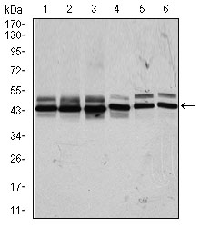 CSNK2A2 Antibody - Western blot using CSNK2A2 mouse monoclonal antibody against HeLa (1), MCF-7 (2), HepG2 (3), Jurkat (4), NIH3T3 (5), and PC-12 (6) cell lysate.
