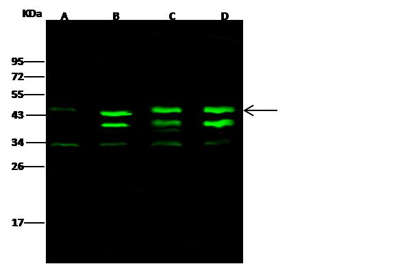 CSNK2A2 Antibody - Anti-CSNK2A2 rabbit polyclonal antibody at 1:500 dilution. Lane A: Hela Whole Cell Lysate. Lane B: MCF7 Whole Cell Lysate. Lane C: Jurkat Whole Cell Lysate. Lane D: HepG2 Whole Cell Lysate. Lysates/proteins at 30 ug per lane. Secondary: Goat Anti-Rabbit IgG H&L (Dylight 800) at 1/10000 dilution. Developed using the Odyssey technique. Performed under reducing conditions. Predicted band size: 41 kDa. Observed band size: 45 kDa. (We are unsure as to the identity of these extra bands.)
